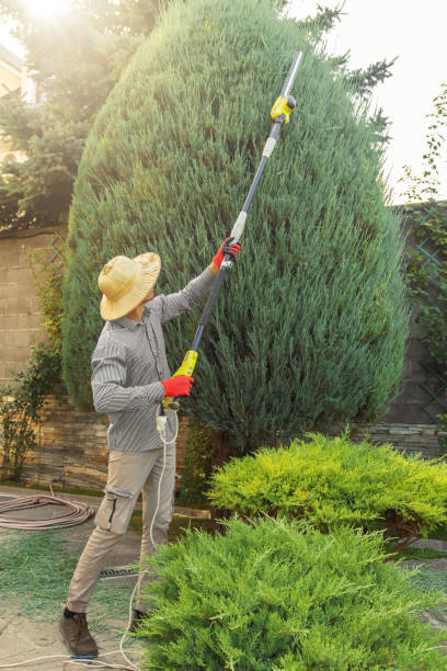 Professional  Tree Services in Bolivar, MO